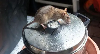 Rat rukt op in Eindhoven: vorig jaar bovengemiddeld aantal meldingen