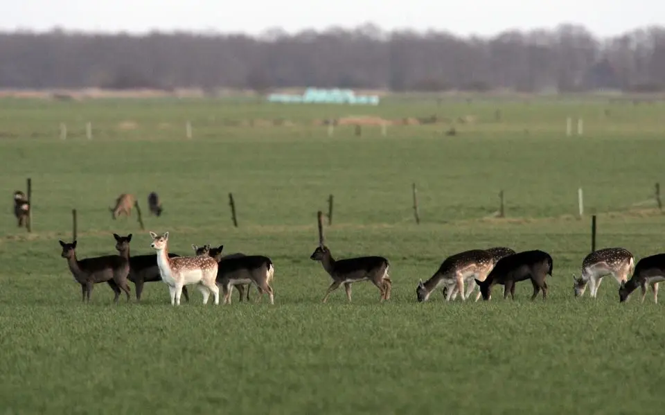 Bezwaarcommissie is akkoord met het afschieten van 250 damherten in Oranjewoud en omgeving