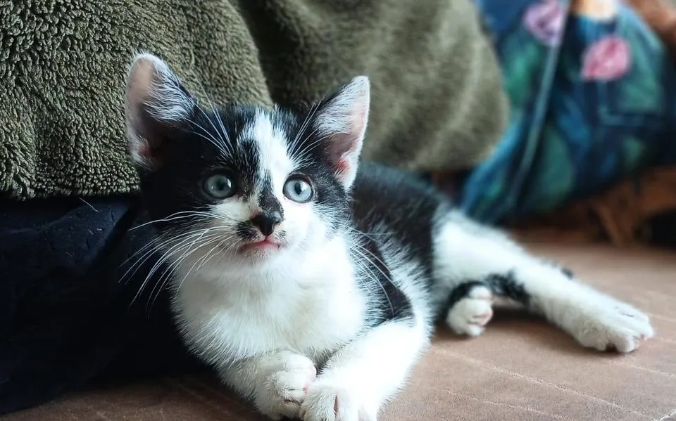 Kitten met ontvelde staart struinde door Workum. ‘Het regent kittens’