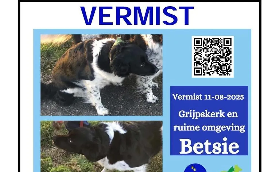 Friese stabij Betsie is tien dagen na dodelijk ongeval bij Grijpskerk terecht. ‘Ze is nu thuis bij familie’