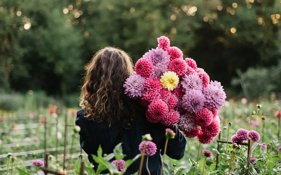 De ooit zo ouderwetse dahlia is weer razend populair, in boeketten en in de (pluk)tuin