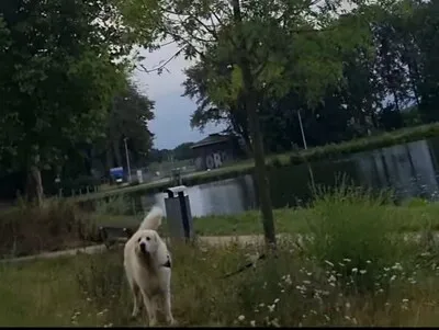 Doodsbange hond zit uren vastgebonden aan boom in Tilburg