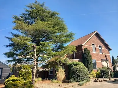 Kevin wil af van grote boom naast zijn huis, maar volgens gemeente is het onderdeel van ‘beschermd dorpsgezicht’