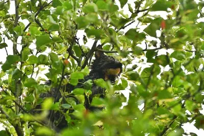Kat vlucht voor hond, wordt natgespoten en belandt in boom in Waalre: brandweer schiet te hulp