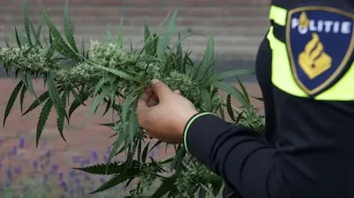 Eindhovens autobedrijf blijkt hennepfabriek, pand half jaar op slot