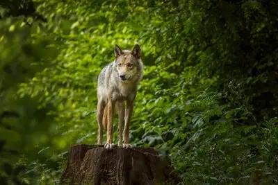 Wat je wel moet doen voordat je nieuws deelt: lessen na het wolf-incident in Oirschot
