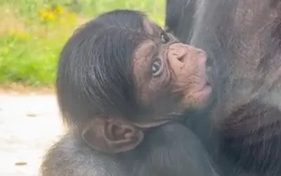 Weer beschuit met muisjes in Eindhoven Zoo, maar wie is de vader van de pasgeboren chimpansee?