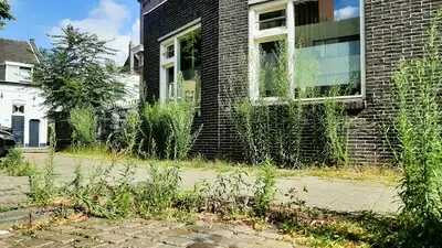 ‘Als Tilburg wil stralen, moet het de fijnstraal laten staan’