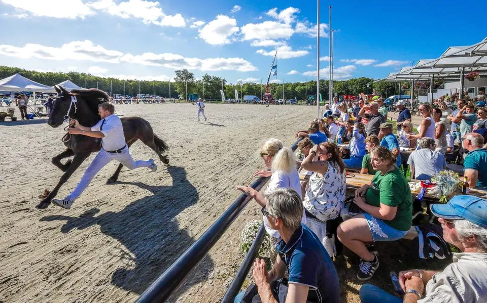 Een achtbaan van emoties tussen de brave, vriendelijke super-Friese kampioenspaarden in Harich