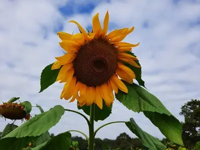 Eindhoven lanceert plantenlijsten voor biodiversiteit