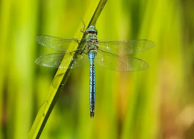 Natuurherstel in Ringselven gestart: biodiversiteit en waterhuishouding centraal