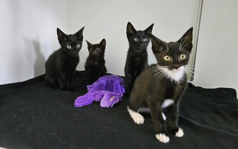 Dierenopvang ‘t Heerveld in Luinjeberd blij met liefst 37 gastgezinnen om kittens op te vangen. ‘We kunnen het niet zonder onze fantastische achterban’