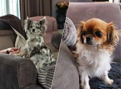 Chihuahua Harrie werd vergiftigd, en zijn Eindhovense baasjes weten wie dat gedaan heeft