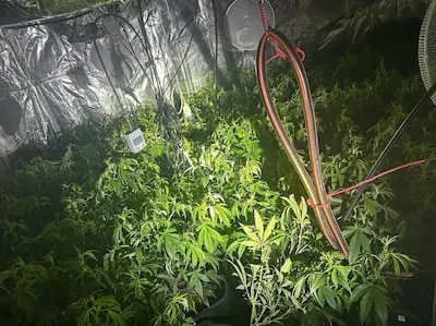 Hennepkwekerij met honderden planten gevonden in Veldhovense woning