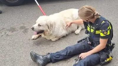 Verwaarloosde Tilburgse hond ‘Mees’ ingeslapen, eigenaar is bekend bij politie: ‘Hij kon bijna niet meer staan’