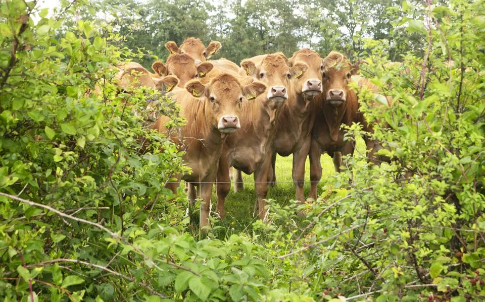 De veehouderij is beducht voor nieuw soort koepokken uit Frankrijk. ‘Dit is slimmer as blautong’