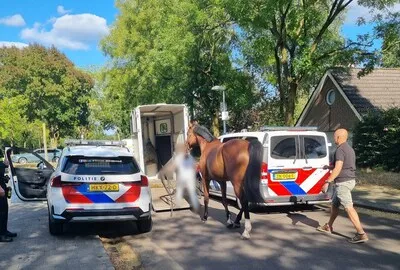 Paard slaat op hol tijdens fotoshoot en rent door straten van Helmond