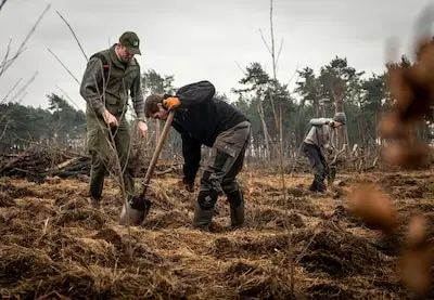 Boswerkzaamheden starten in Maarheeze