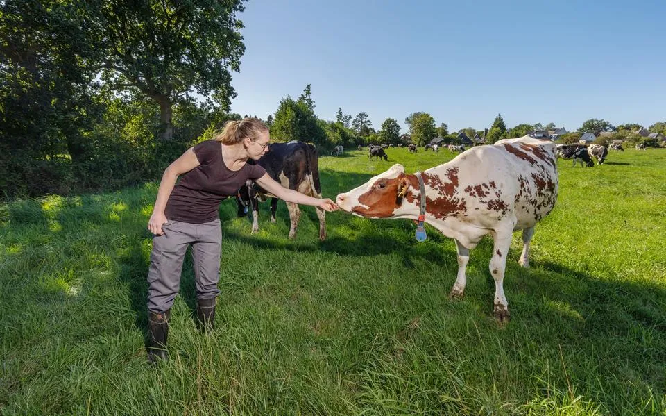 Marieke (31) uit Twijzel meet de hittestress van haar koeien. ‘Yn it iepen fjild mjitten wy 43 graden’