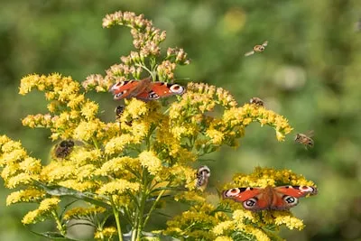 IVN-wandeling door Aanschotse beemden: ontdek het kleurrijke Kempisch beekdal in Eindhoven