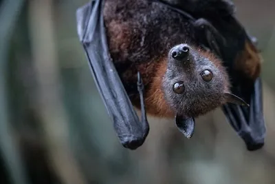 Bijzonder! Hier spot je vleermuizen in Eindhoven tijdens de Nacht van de Vleermuis
