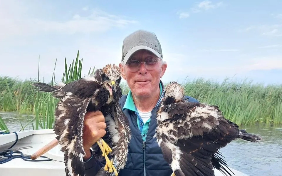 Roofvogelhaat in Friesland: Pieter (79) uit Wommels moét het kwijt. ‘Ik kin my net mear ynhâlde’