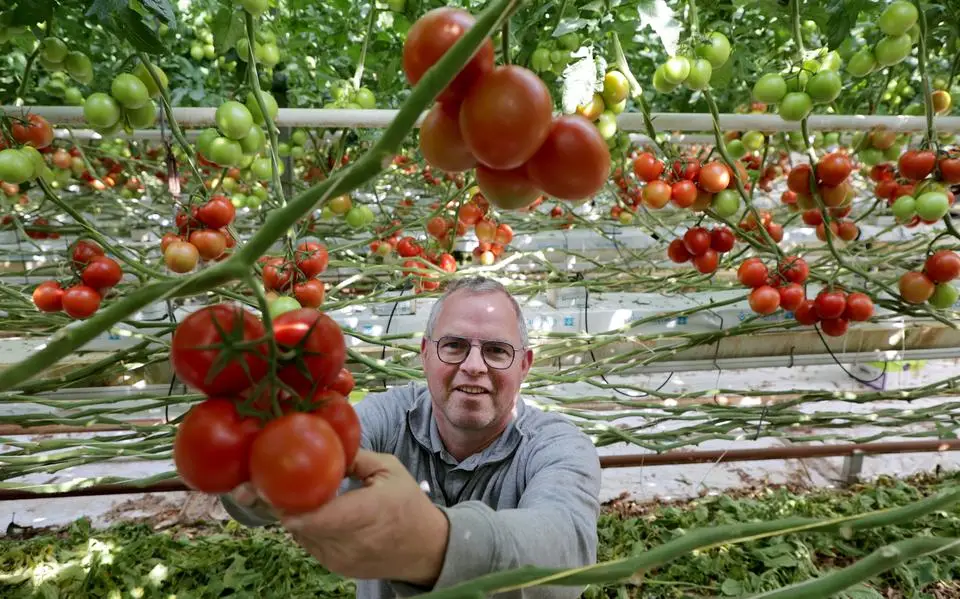 Hoge groene gewassen met rode tomatentrossen, daar weet tomatenkweker Theo (54) wel raad mee. ‘Dit is mijn leger’