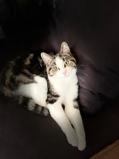 Kater Aysel zoekt een gouden mandje en Beate geeft haar ronde bankstel weg