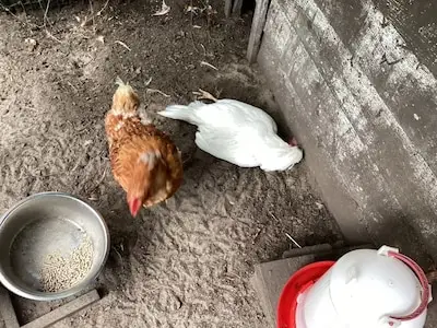 Nieuwe vriendin gezocht voor eenzame kip en wie weet er een fijn huisje voor kater Herman?