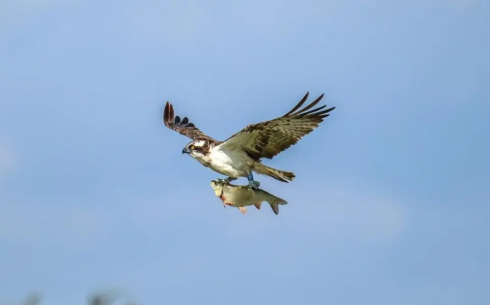 In beeld: visarend uit Schotland vangt grote prooi bij Makkum