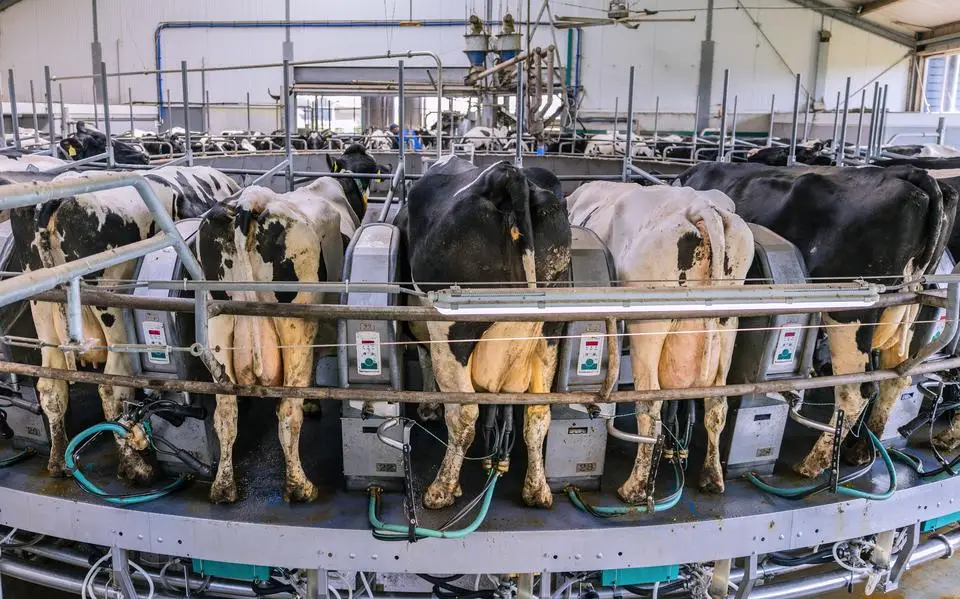 Miljoenen liters melk minder door blauwtong