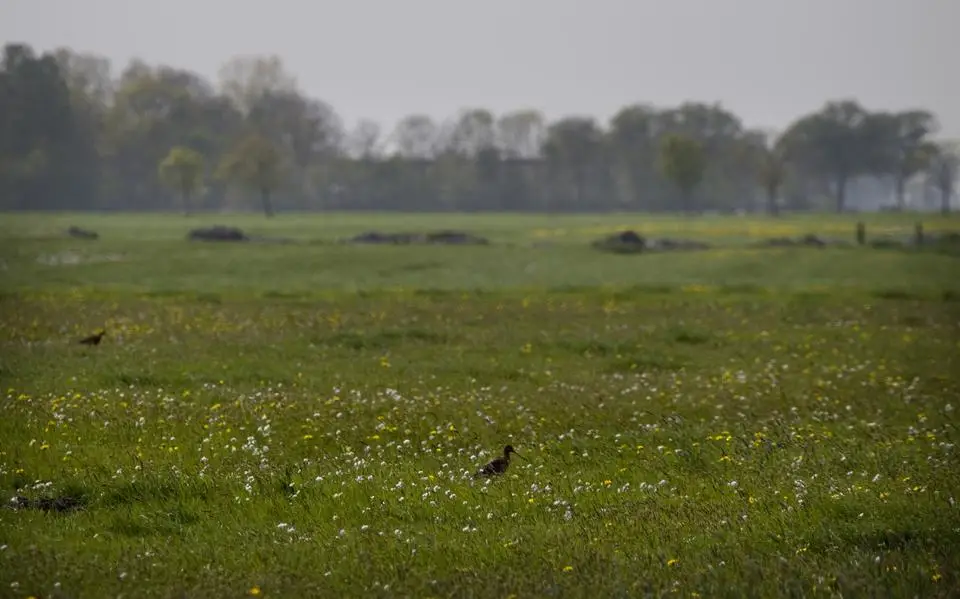 Domweg gelukkig in de boerennatuur. Want het kan een plek zijn voor grutto’s, stallen én mensen