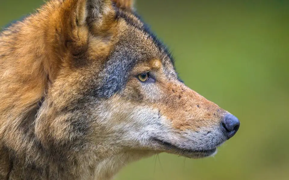 De mens moet meer rekening houden met de natuur, ook met de wolf, vindt Emiel Wegman | opinie
