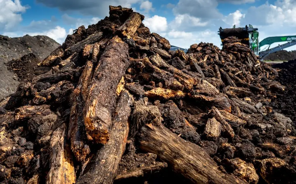 6000 jaar geleden was er een bos bij Oudega: in het veen bleven de elzen, wilgen en eiken bewaard