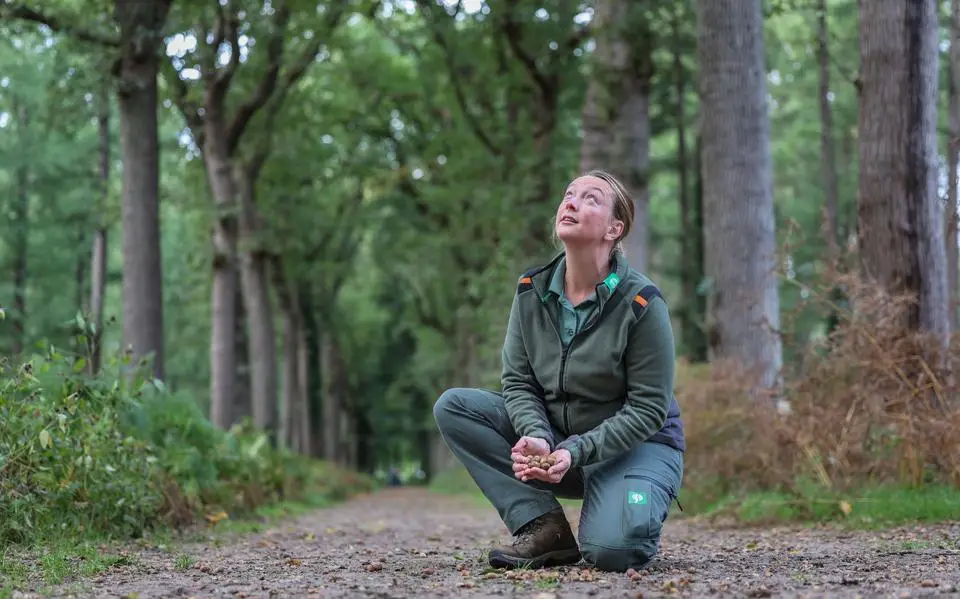 Vroege eikels zijn feestmaal voor dieren, maar noodkreet van bomen