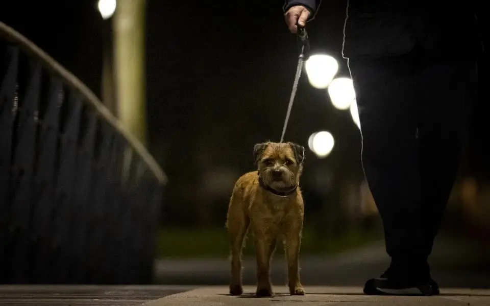 Hondenopvang in Heerenveen moet stoppen na klachten van buurvrouw. ‘Dan moet ik weer in de bijstand’