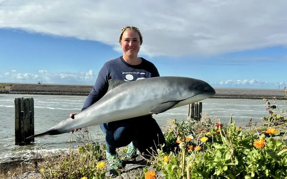 Aantal bruinvissen in de Waddenzee is een mysterie, daar gaat de Waddenvereniging verandering in brengen