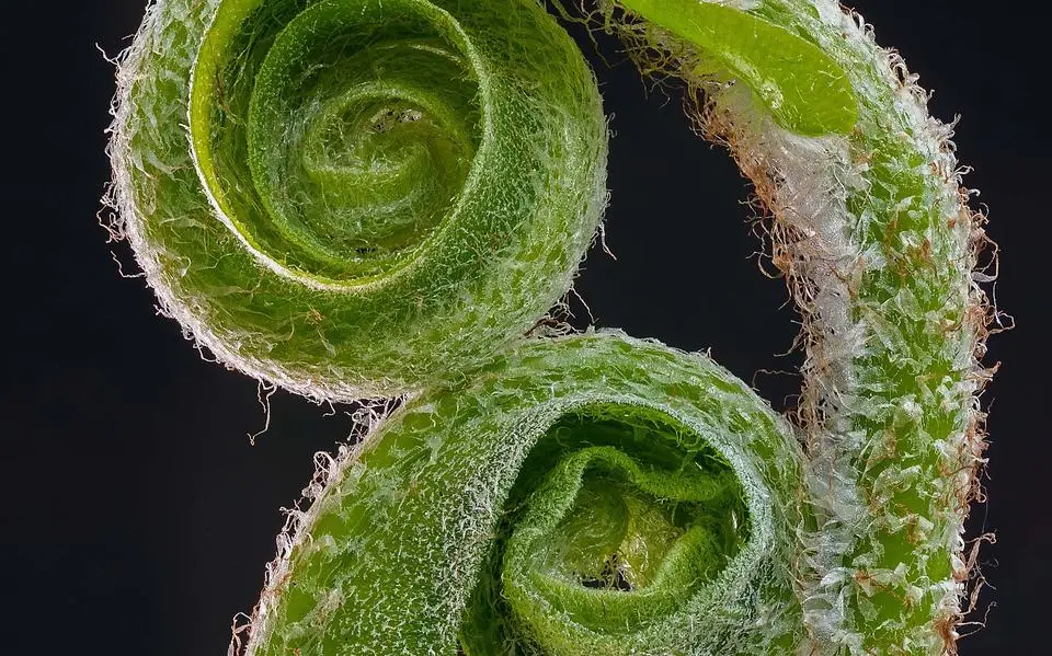 Sommige planten kletsen de oren van je hoofd; zo leer je bladtaal ‘verstaan’ | column Brian Kabbes