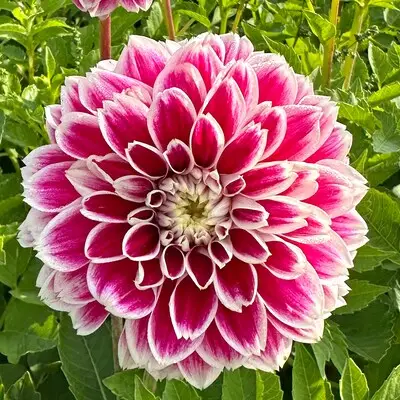 Dahlia’s en kantcreaties bij Groen en Keurig in Oerle