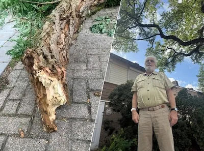 Peter ziet zijn zorgen waarheid worden: gigantische tak valt op zijn oprit. 'Bomen hier in de straat zijn levensgevaarlijk'
