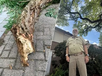 ‘Prachtige bomen maar levensgevaarlijk’; plots lag er een enorme tak op de oprit van Peter