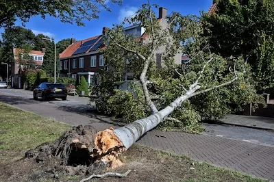 Expert verklaart waarom al die bomen deze week omvallen: ‘Er is een vreemde wortelgroei’
