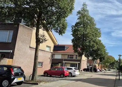 Overlast gevende elzen in Genoenhuis worden gekapt