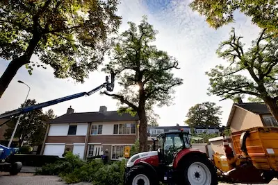 Acacia’s in Woenselse straat worden flink gesnoeid, maar of dat genoeg is? ‘Veel beter halen ze die bomen gewoon weg’