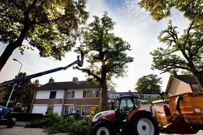 Acacia’s in Zeemanstraat worden flink gesnoeid, maar of dat genoeg is? ‘Veel beter halen ze die bomen gewoon weg’