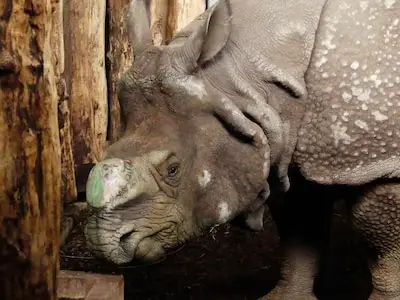 Eindhoven Zoo verwelkomt mannelijke neushoorn Qabid uit Edinburgh