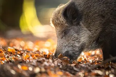 Brabant moet leren leven met wild zwijn: ‘Niet meer alle dieren afschieten’