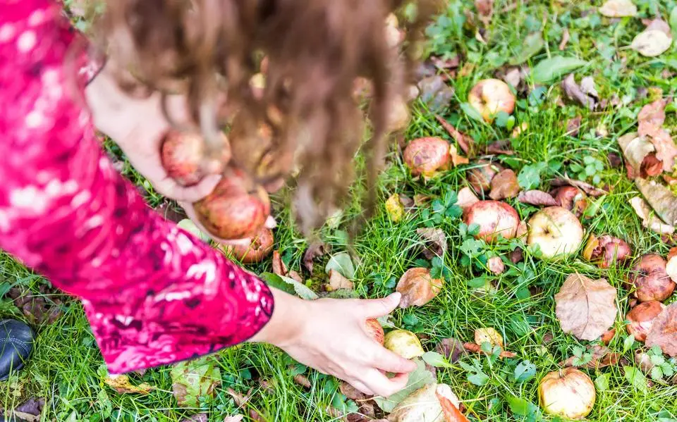 Fruit valt nu al van de bomen door vroege herfst: voorkom dure tuinschade en ongedierte