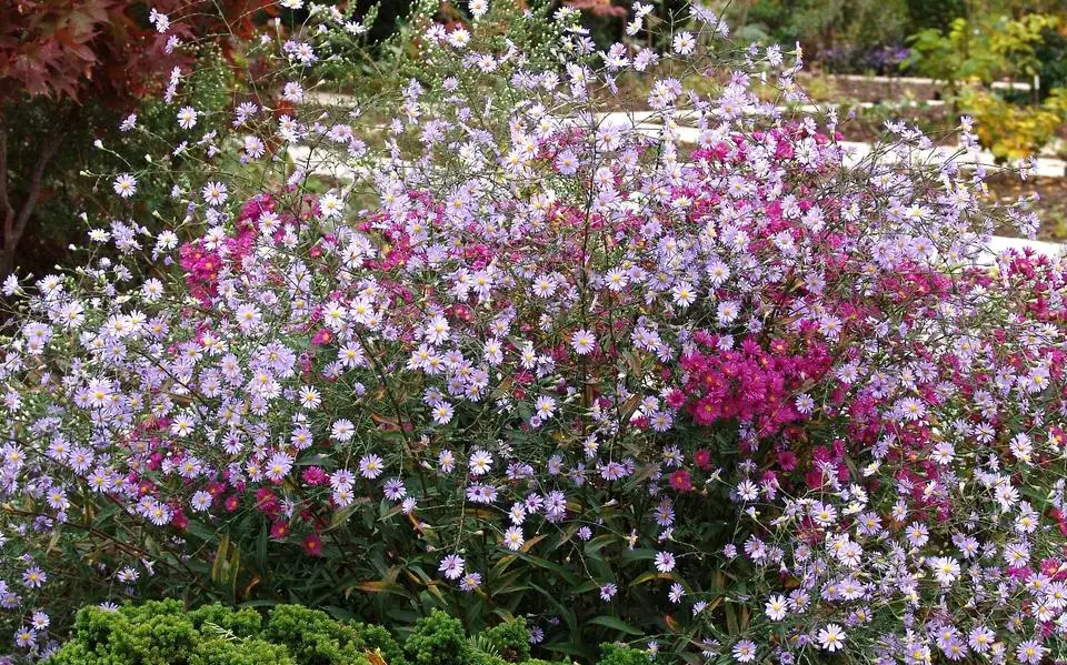 Asters zijn er in duizenden verschillende soorten en rassen | column Brian Kabbes