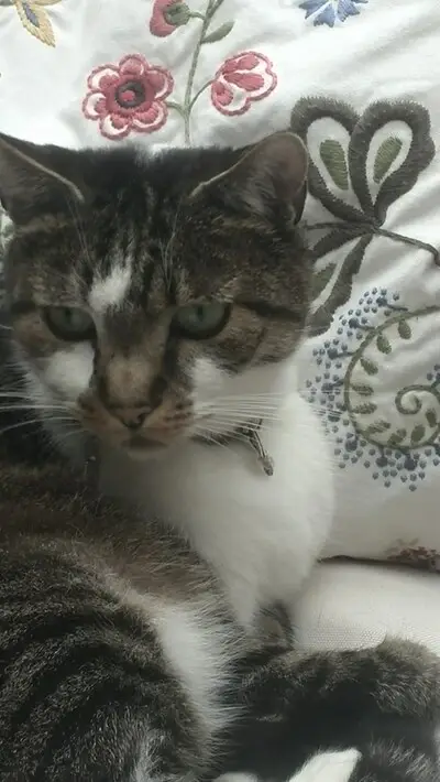 Heb jij Collin, Kiki of Tommie gezien? Deze vijf huisdieren worden in Eindhoven vermist